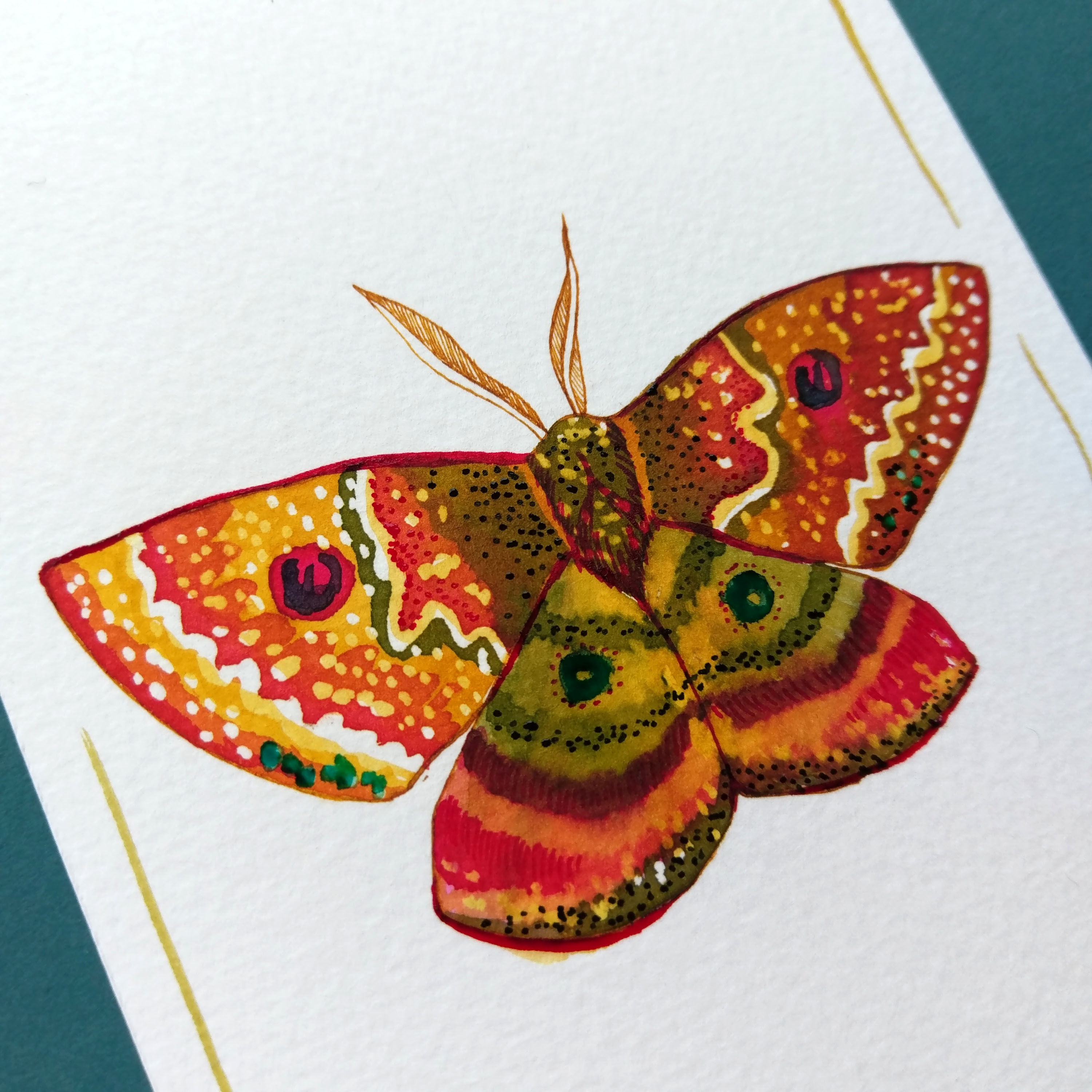 Dryandra moth - insect series - cabinet of curiosities