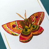 Dryandra moth - insect series - cabinet of curiosities