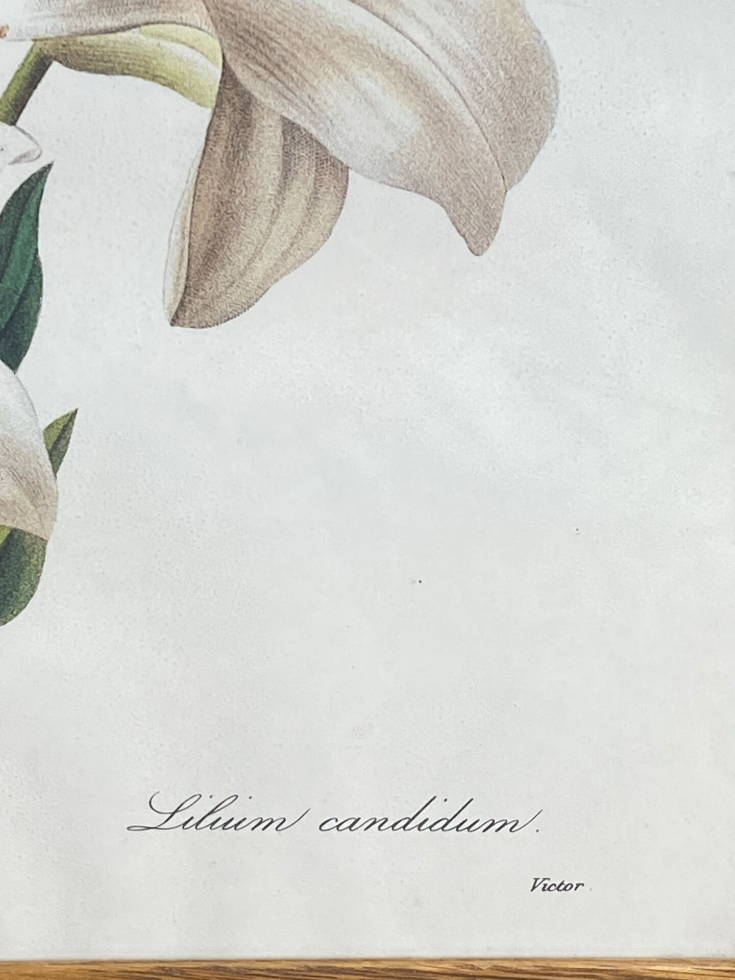 Botanical print, White Lily, P-J Redouté
