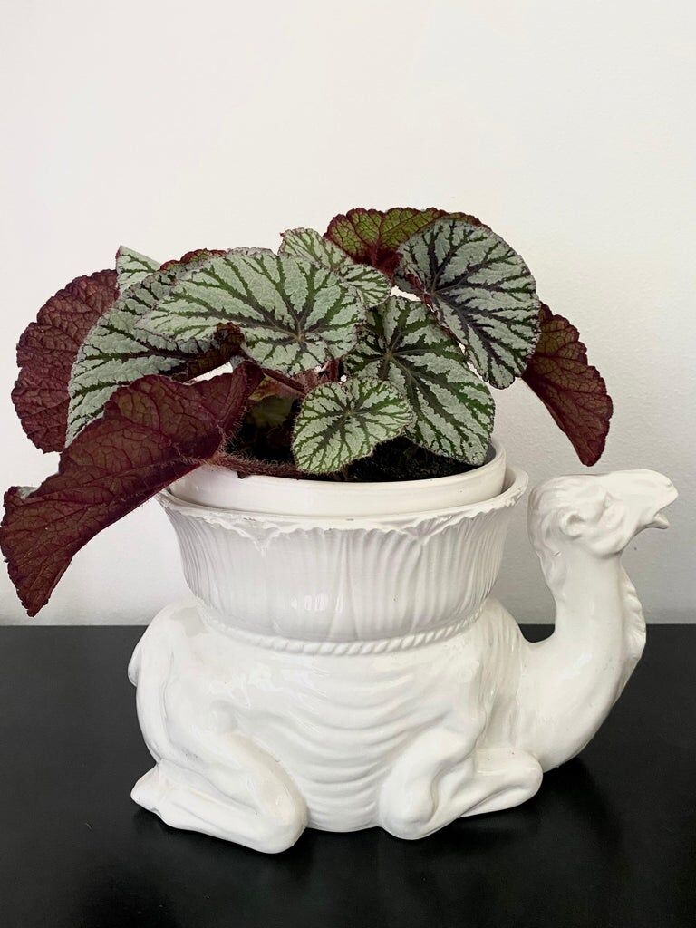 White Italian Ceramic Camel Flowerpot, Planter, Late 20th Century