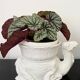 White Italian Ceramic Camel Flowerpot, Planter, Late 20th Century