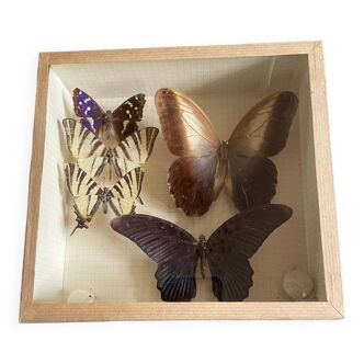 Naturalized butterfly frame