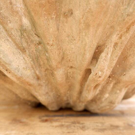 Antique Cement Shell Bird Bath