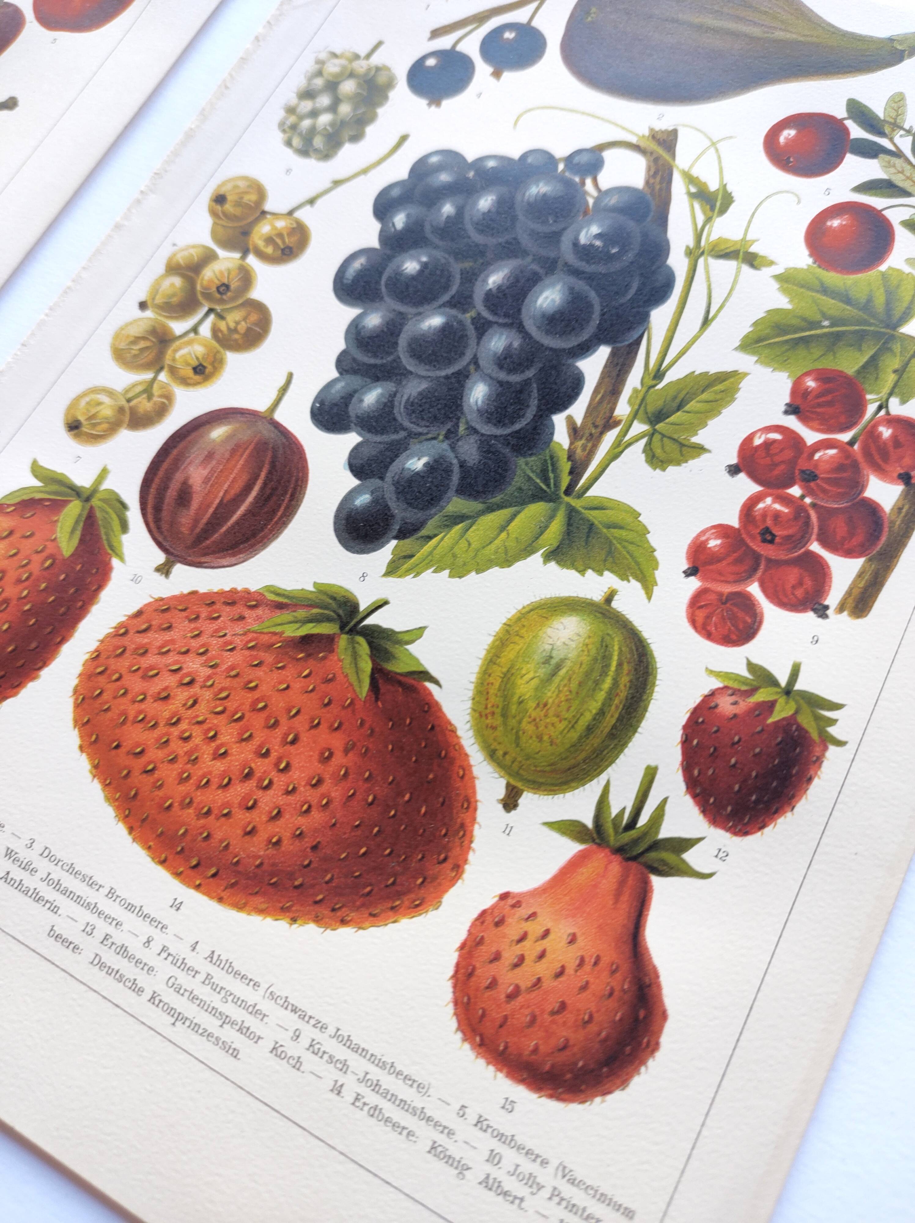 2 Engravings from 1909 - Fruit varieties - Strawberry, Grape and Cherry - Old German plates