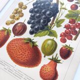 2 Engravings from 1909 - Fruit varieties - Strawberry, Grape and Cherry - Old German plates
