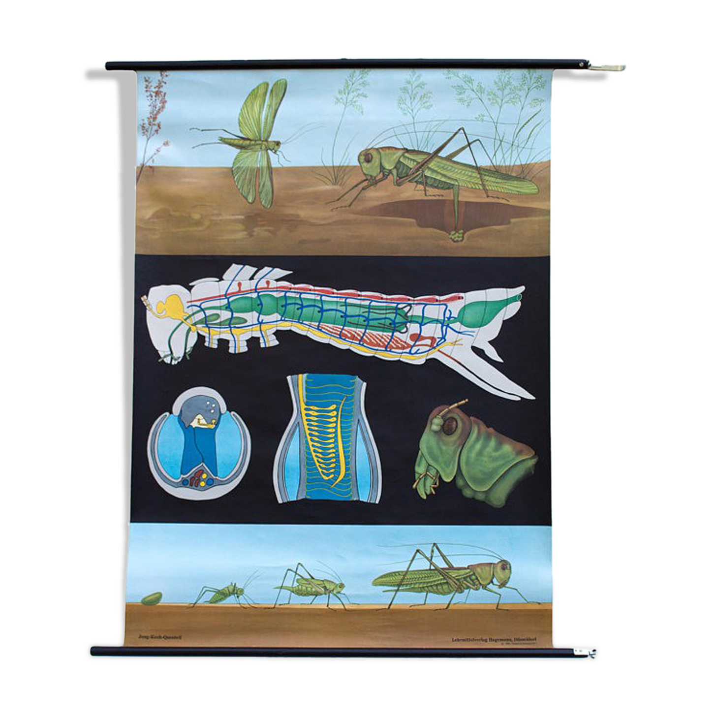 Poster wall of the Jung Koch Quentell school "grasshopper" 1971