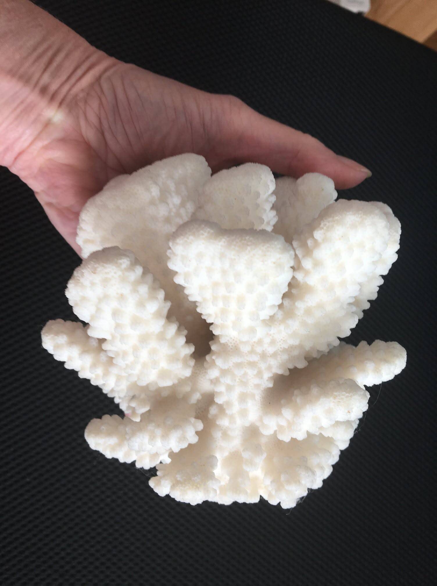 Branch coral