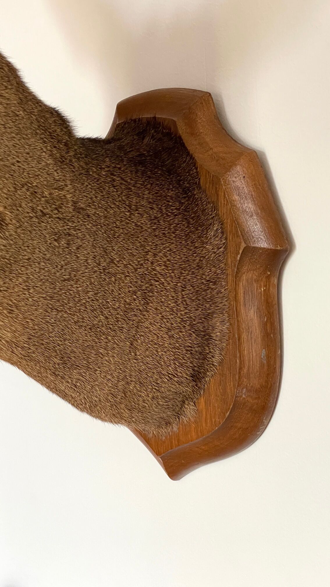 Decoration wall vintage taxidermy