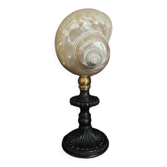 Cabinet of Curiosities pearly shell turbo imperialis on base