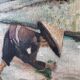 Wood painting duo, Vietnam, 1955