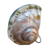 Vintage shell night light lamp from the 1960s