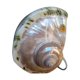 Vintage shell night light lamp from the 1960s