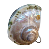 Vintage shell night light lamp from the 1960s