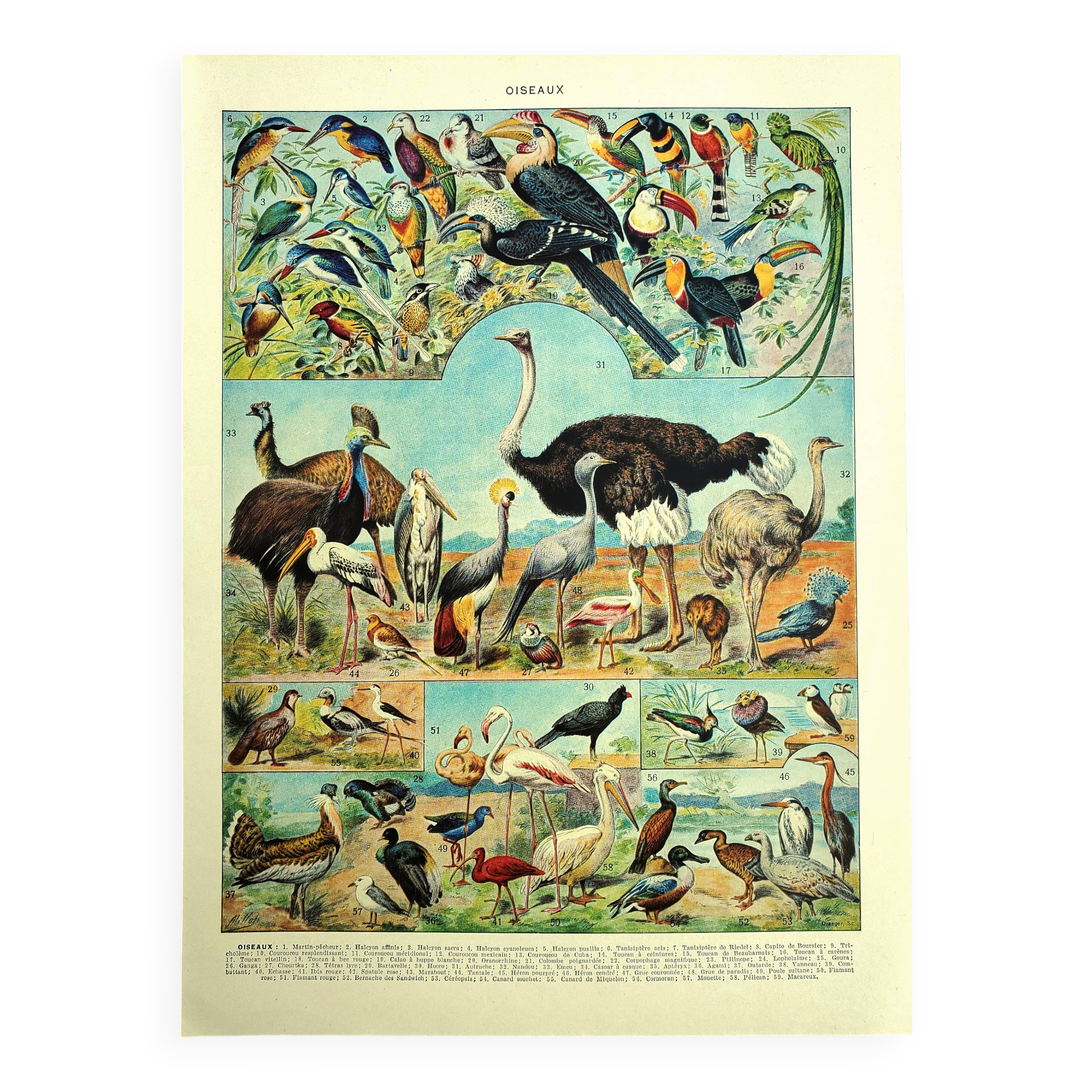 Old lithograph 1928 A. Millot - Birds 4, ornithology, birds