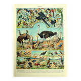 Lithographie ancienne 1928 A. Millot - Oiseaux 4, ornithologie, volatiles