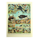 Old lithograph 1928 A. Millot - Birds 4, ornithology, birds