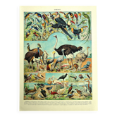 Old lithograph 1928 A. Millot - Birds 4, ornithology, birds