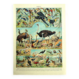 Old lithograph 1928 A. Millot - Birds 4, ornithology, birds