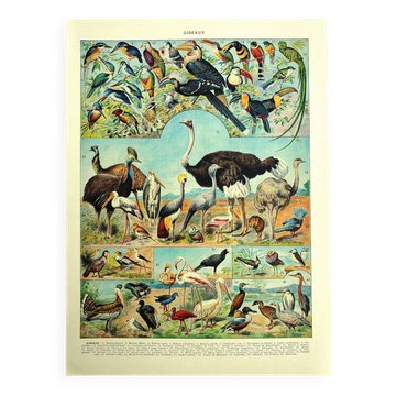 Old lithograph 1928 A. Millot - Birds 4, ornithology, birds