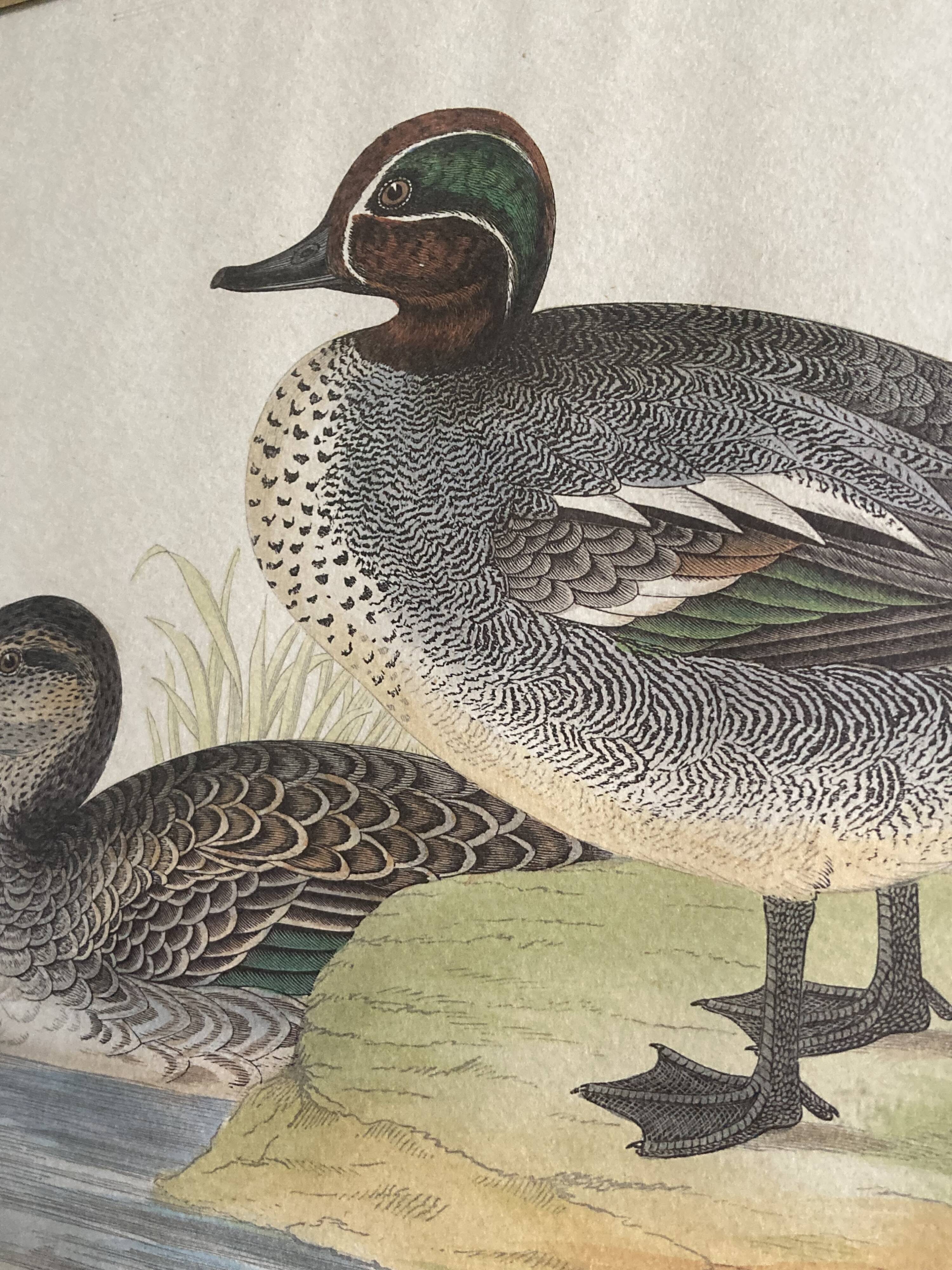 Antique engraving of duck wooden and gilded frame