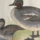 Antique engraving of duck wooden and gilded frame