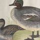 Antique engraving of duck wooden and gilded frame