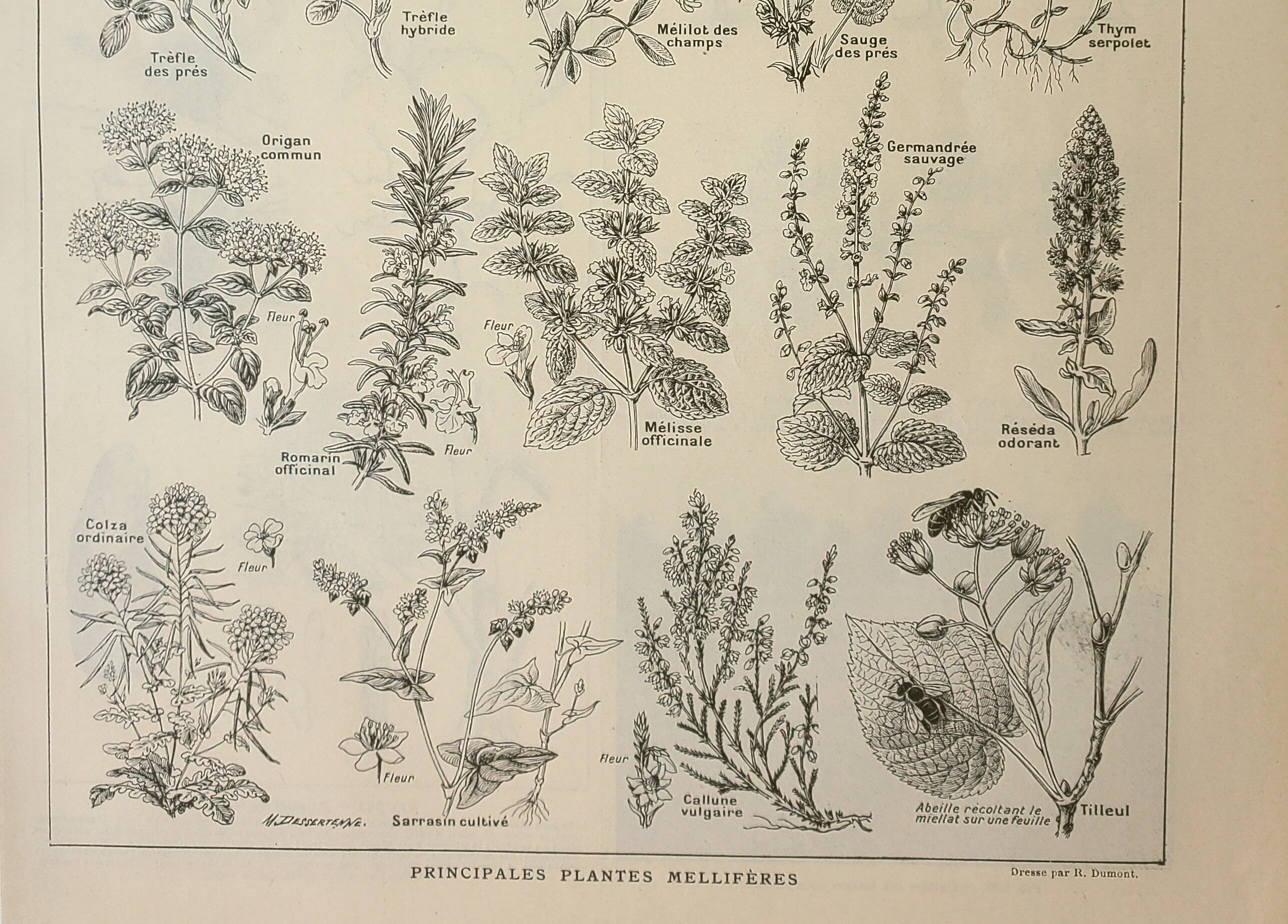 Old engraving 1922, Honey plants, flowers, foraging • Lithograph, original illustration