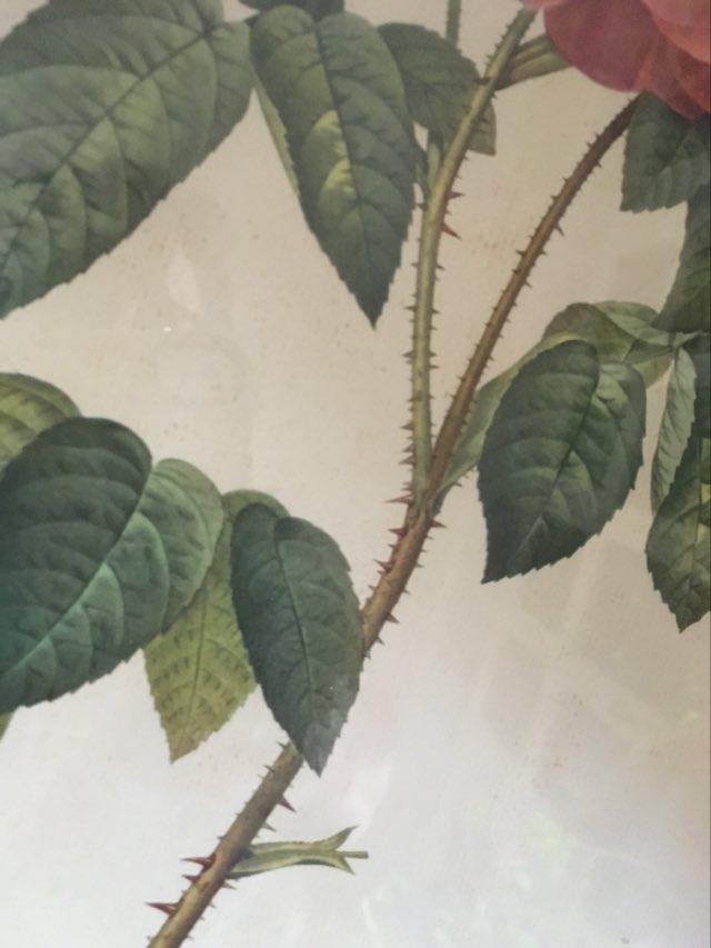 Dreadful botanical plank "Rosa Gallica Aurelianensis"