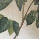 Dreadful botanical plank "Rosa Gallica Aurelianensis"