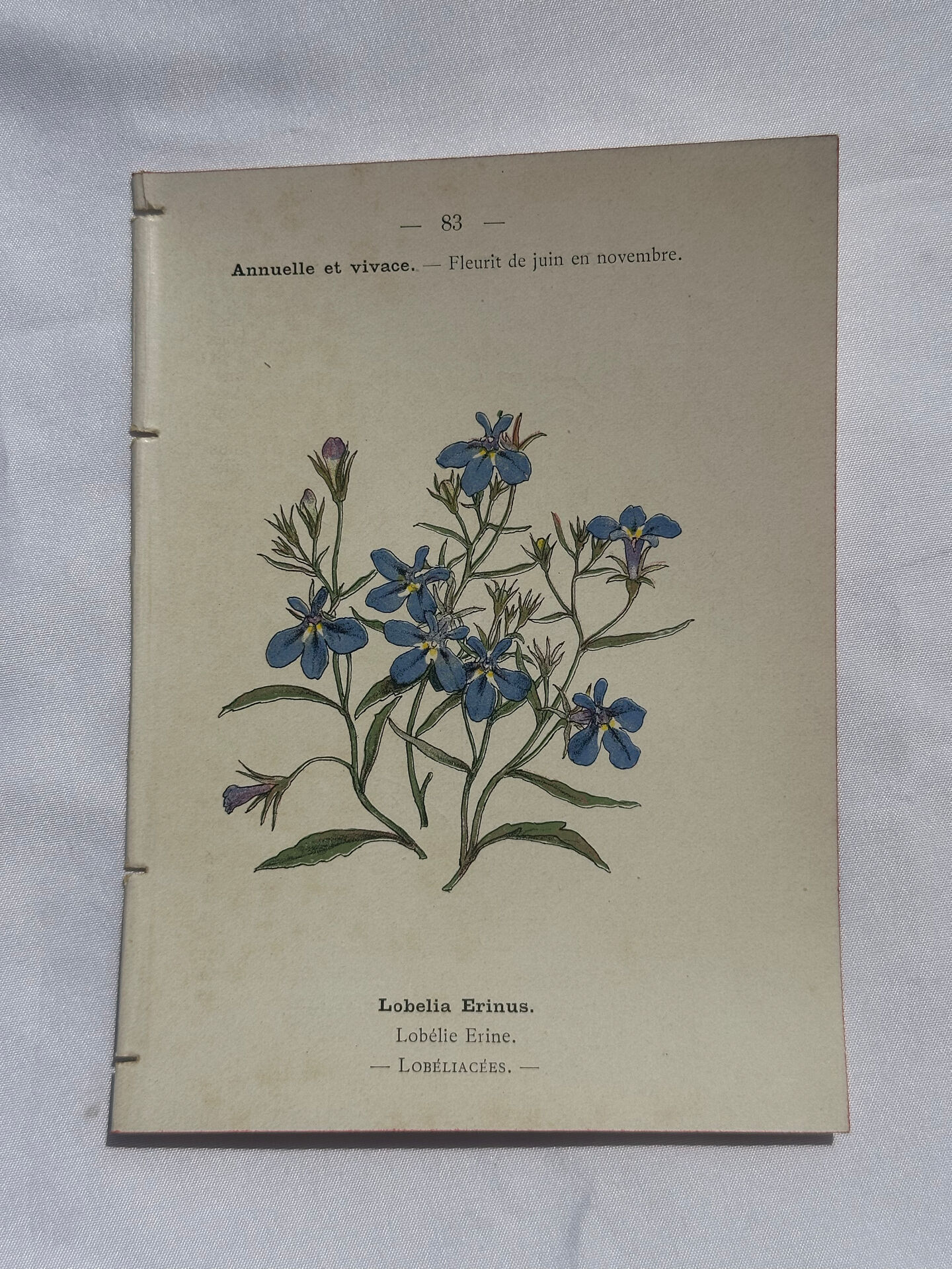 Botanical plate engraving flower 1800 double-sided coloured