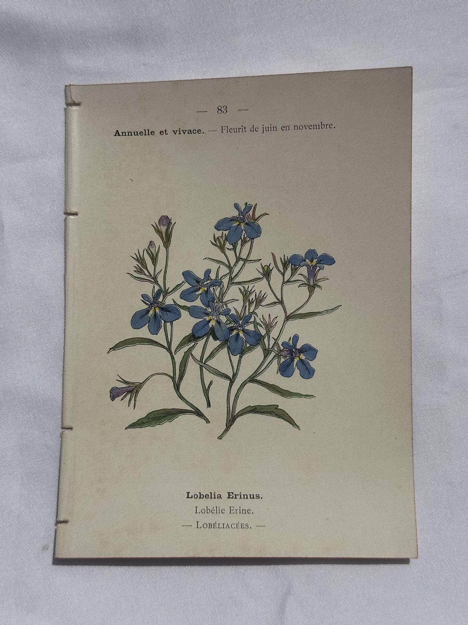 Planche botanique, gravure fleur double face, 1800