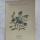 Botanical plate engraving flower 1800 double-sided coloured