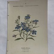 Planche botanique, gravure fleur double face, 1800