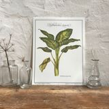 Botanical board Dieffenbachia