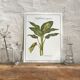 Planche botanique le Dieffenbachia