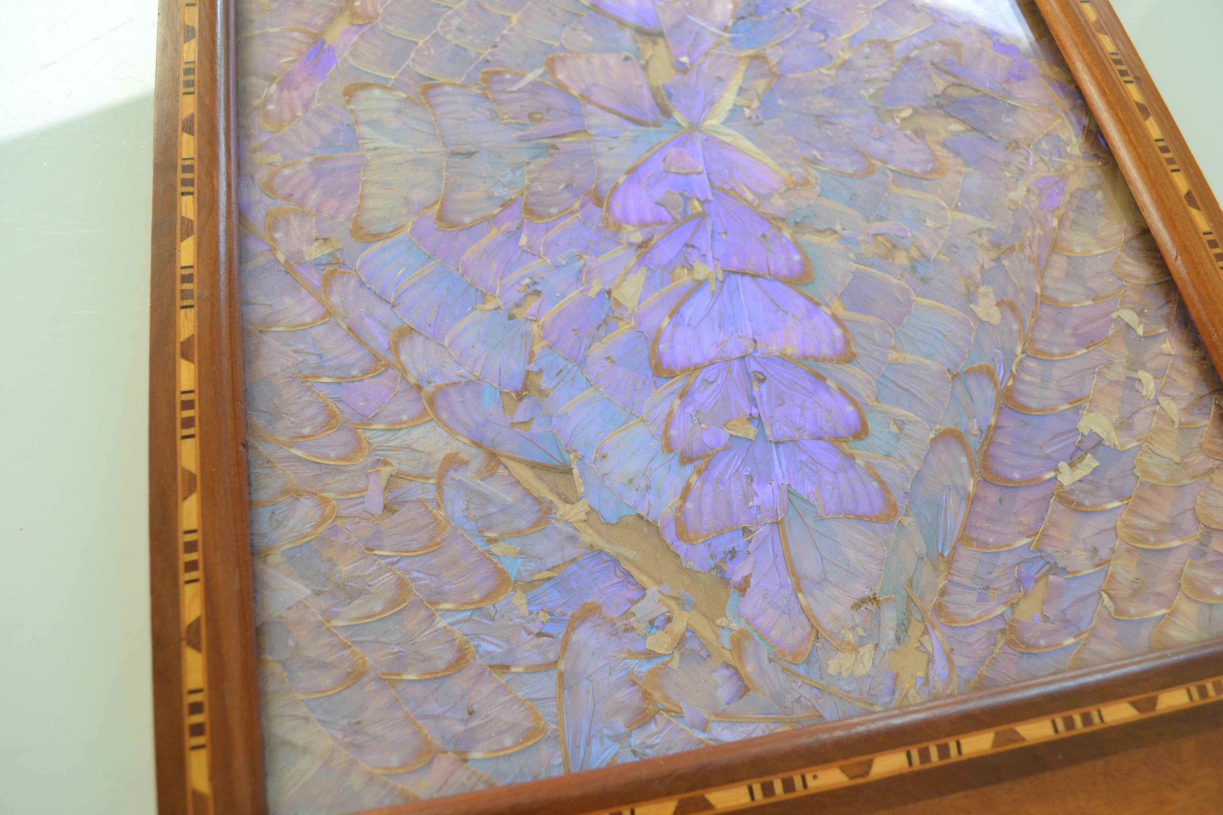 Plateau butterfly wings under glass exotic wood and marquetry Brazil