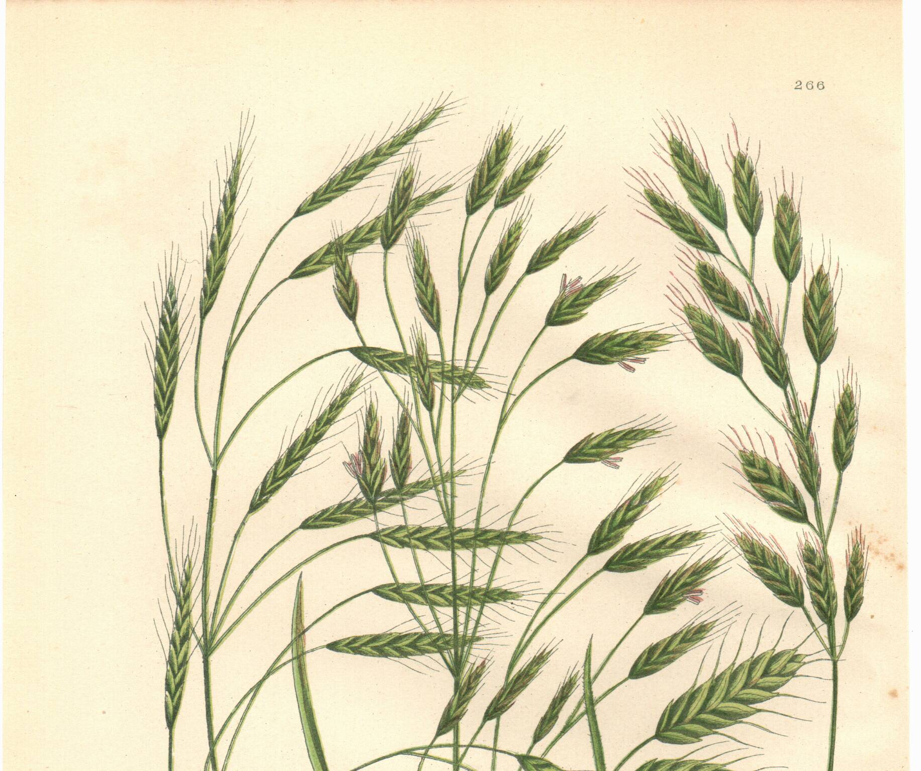 Engraving from 1889 - Wild Grasses - Antique botanical lithograph