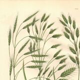 Engraving from 1889 - Wild Grasses - Antique botanical lithograph