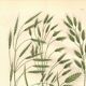 Engraving from 1889 - Wild Grasses - Antique botanical lithograph