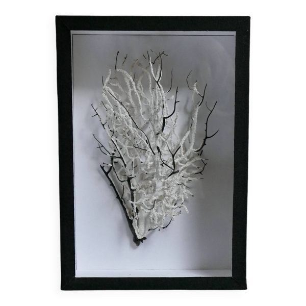 Coquillage