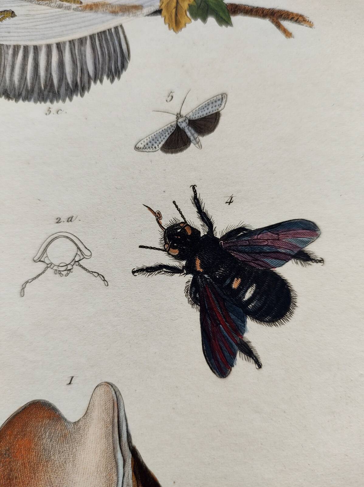 Gravure ancienne de 1838 -Chenille et Coquillage Volute- Planche zoologique original