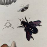 Old engraving from 1838 - Caterpillar and Volute Shell - Original zoological plate