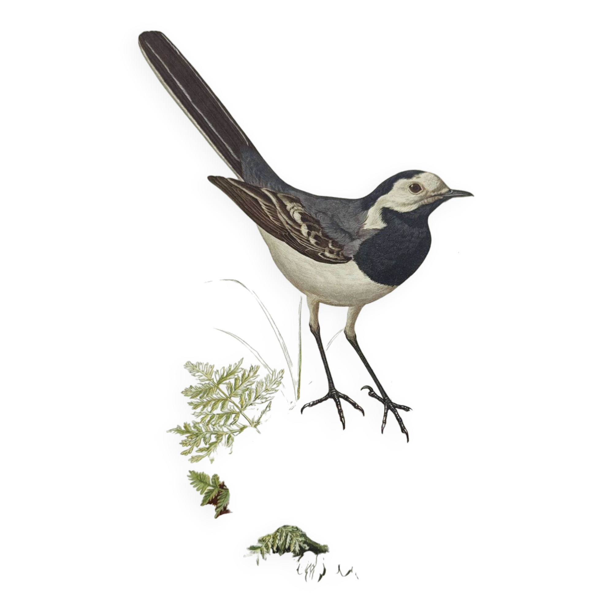 Old bird board 1960s - Gray Wagtail - Zoological and ornithology illustration