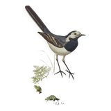Old bird board 1960s - Gray Wagtail - Zoological and ornithology illustration
