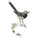 Old bird board 1960s - Gray Wagtail - Zoological and ornithology illustration