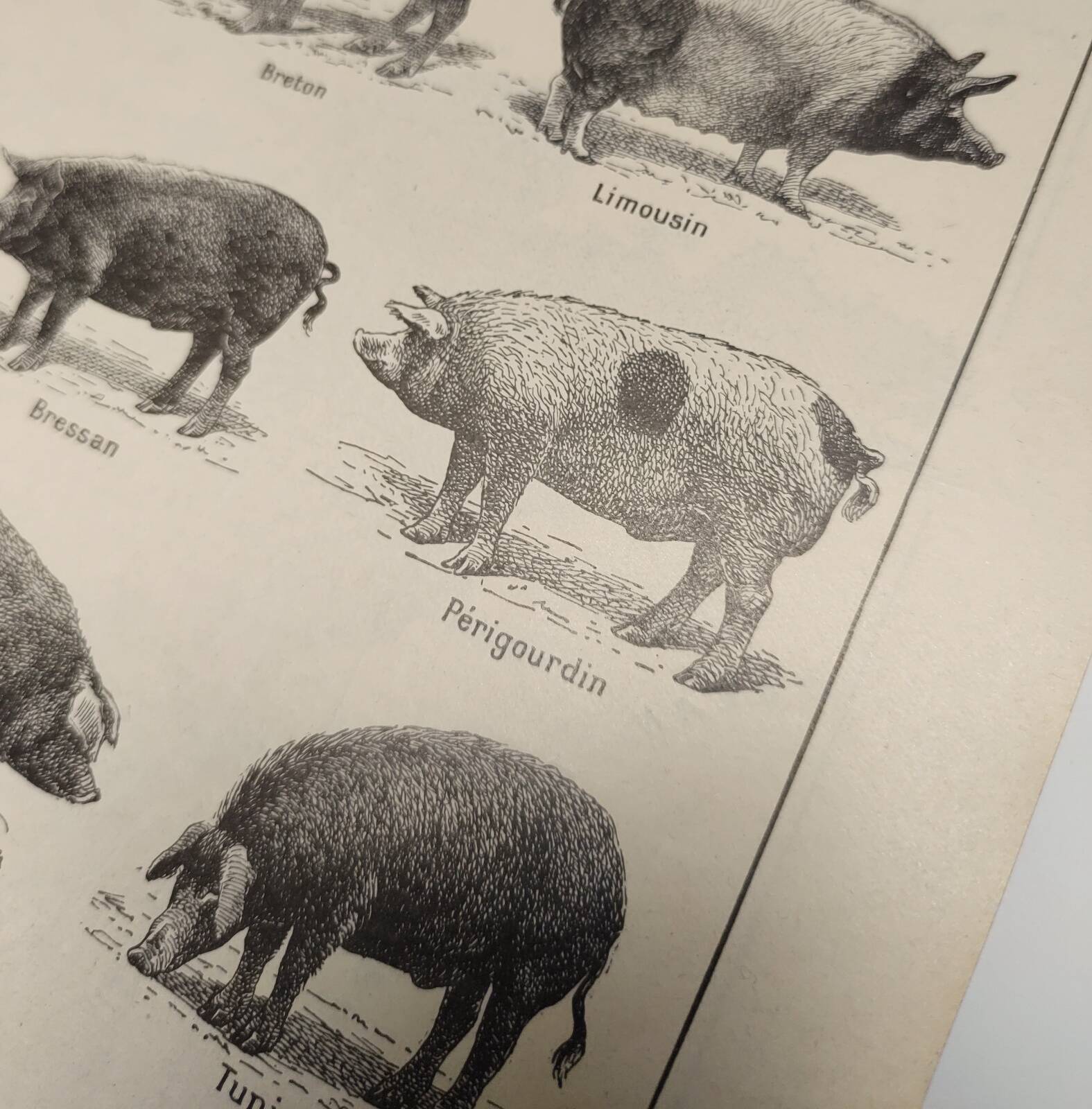 Original engraving from 1922 - Pig (2) - Old Pig board by AG Richard