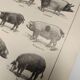 Original engraving from 1922 - Pig (2) - Old Pig board by AG Richard