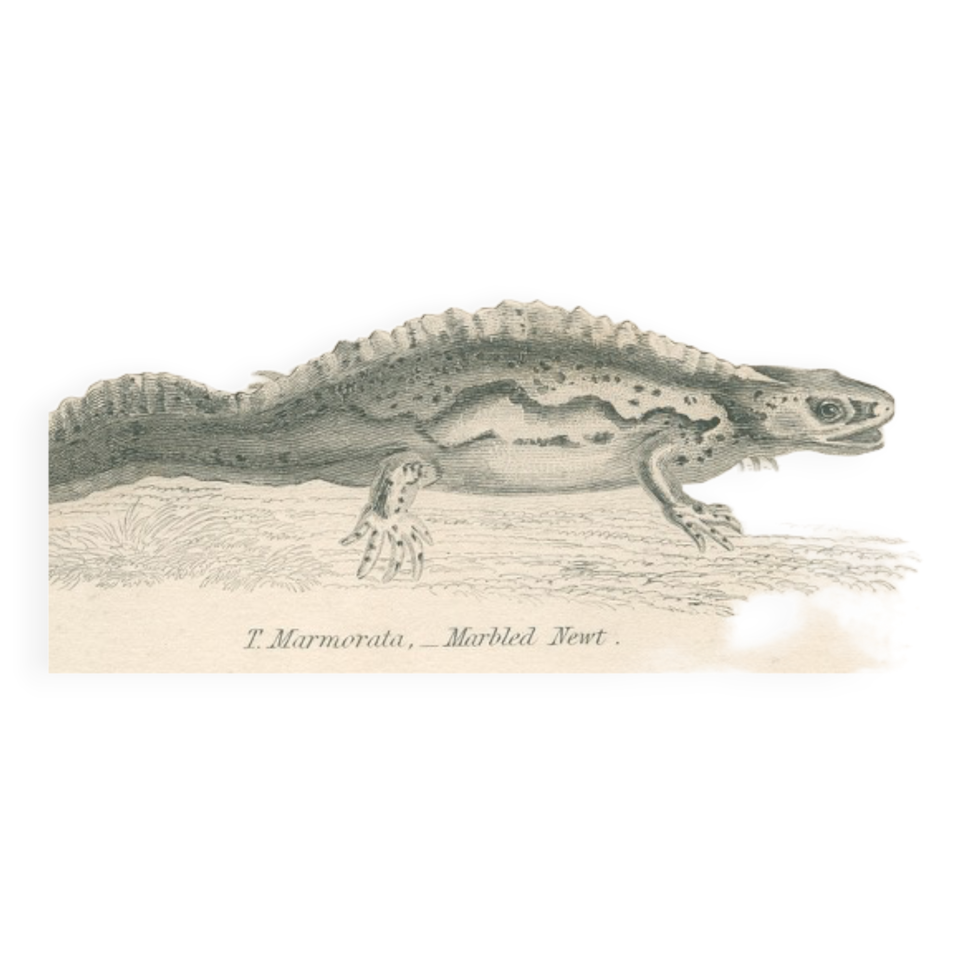 Old engraving of reptiles including salamander, marbled newt, Pl8, 1834