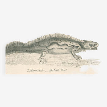 Gravure ancienne sur reptiles montrant dont salamandre, triton marbré, Pl8, 1834