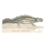Old engraving of reptiles including salamander, marbled newt, Pl8, 1834
